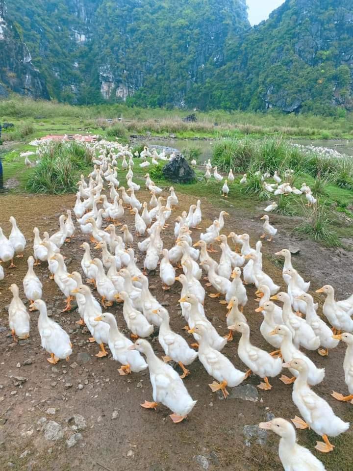 Nha Lua Homestay Ninh Binh Buitenkant foto
